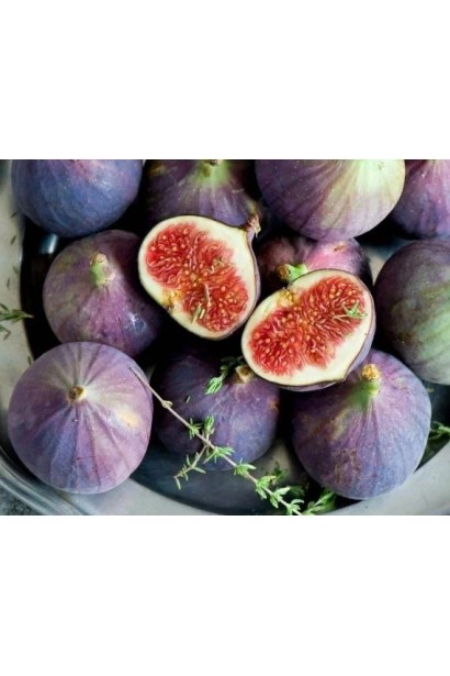 Інжир сорт Київський — великі солодкі плоди